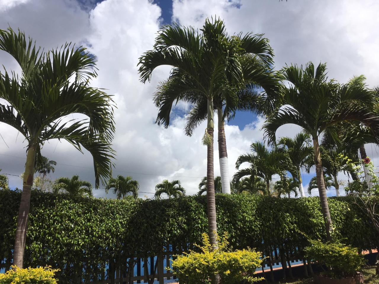 Tropics View Jamaica Hotel Hatfield Kültér fotó